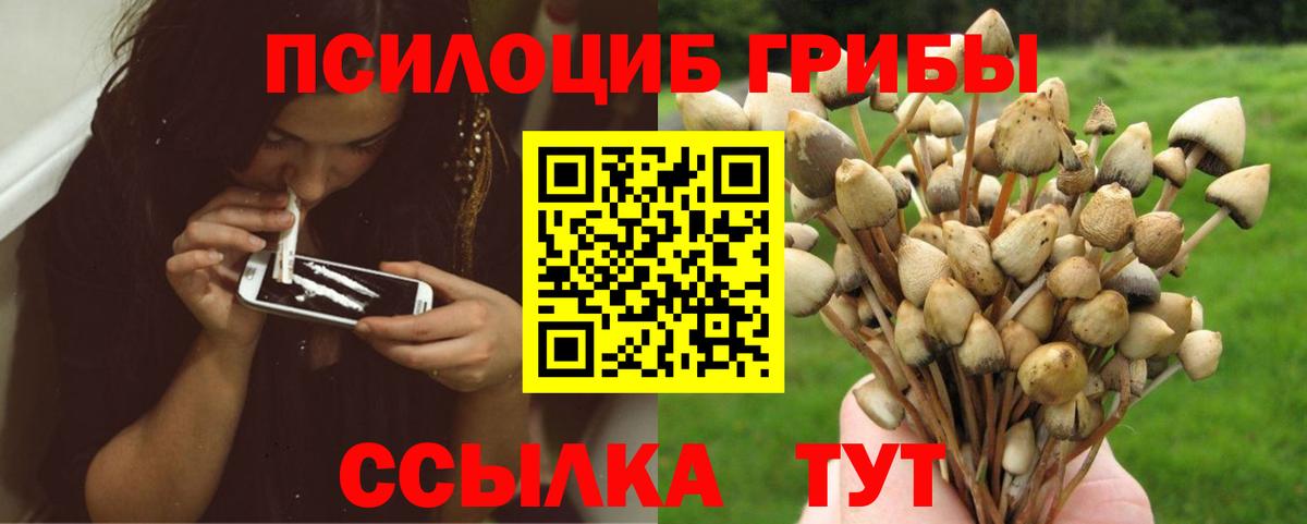 Псилоцибиновые грибы Psilocybe Воркута